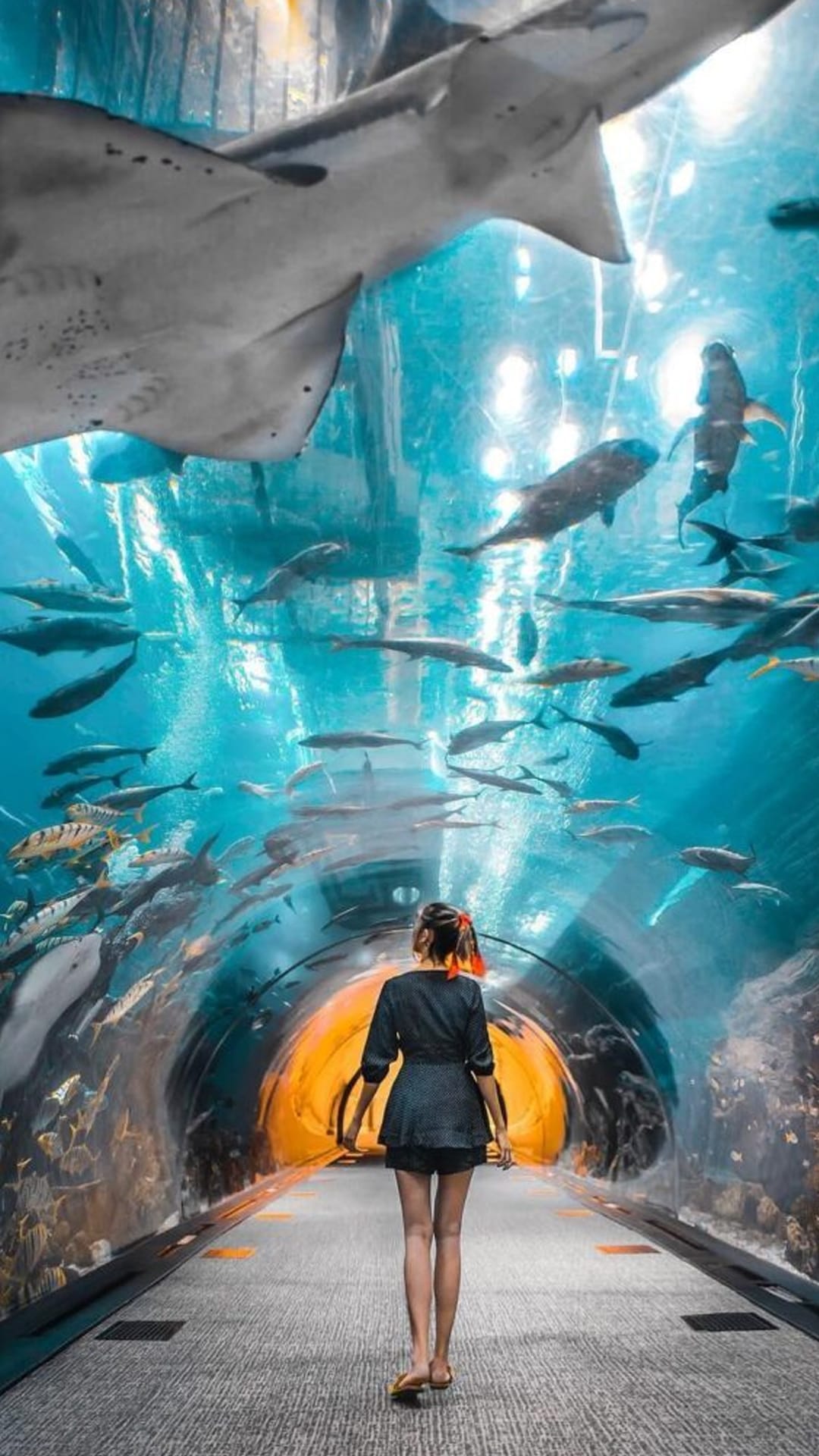 Wild Wadi Park + Dubai Aquarium' Combo