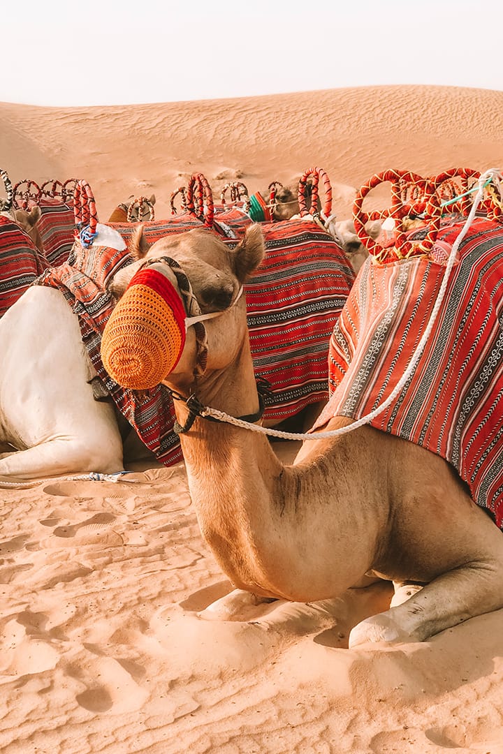 Adventure Desert Safari Dubai