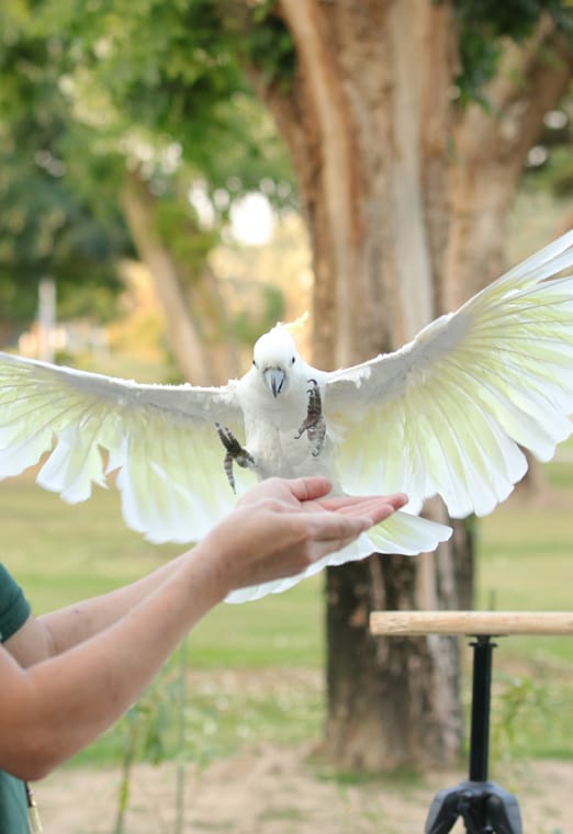 Creek Park Exotic Bird Show