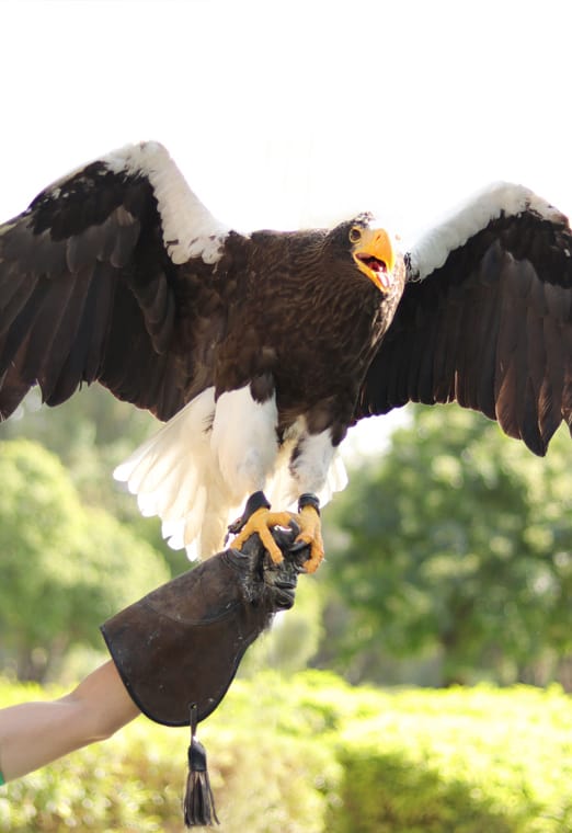 Creek Park Exotic Bird Show