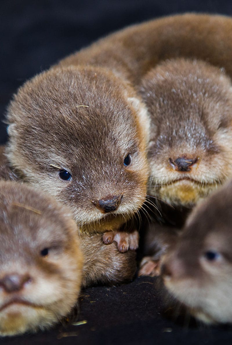 https://cdn.dojoin.com/dj/Dubai_Aquarium_-_OTTER_ENCOUNTER_1.jpg