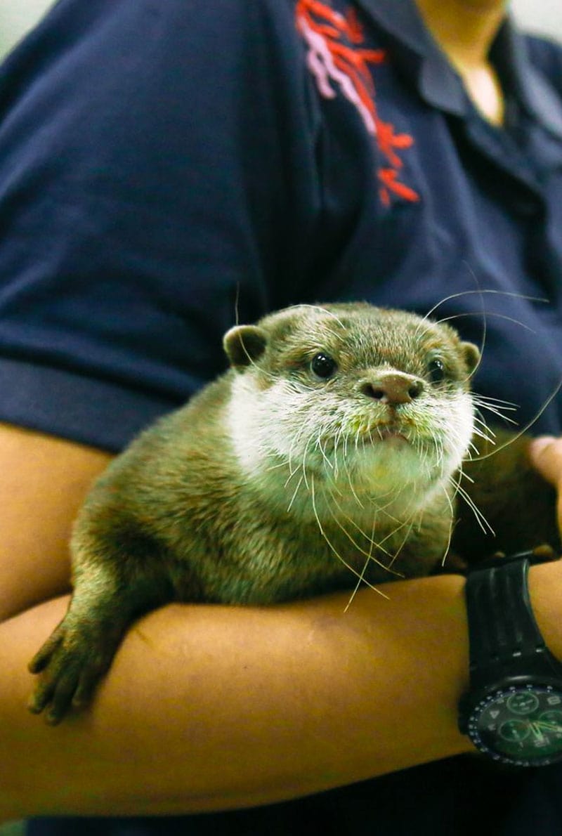 https://cdn.dojoin.com/dj/Dubai_Aquarium_-_OTTER_ENCOUNTER_2.jpg