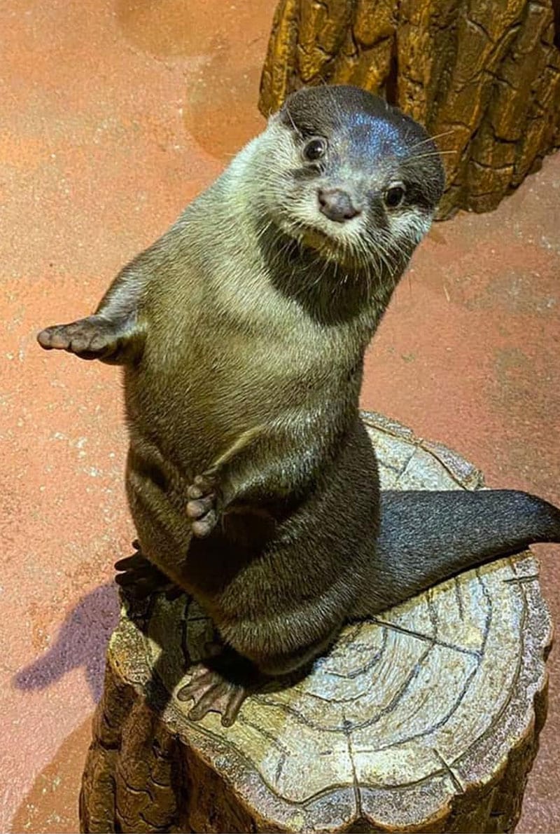 https://cdn.dojoin.com/dj/Dubai_Aquarium_-_OTTER_ENCOUNTER_4.jpg