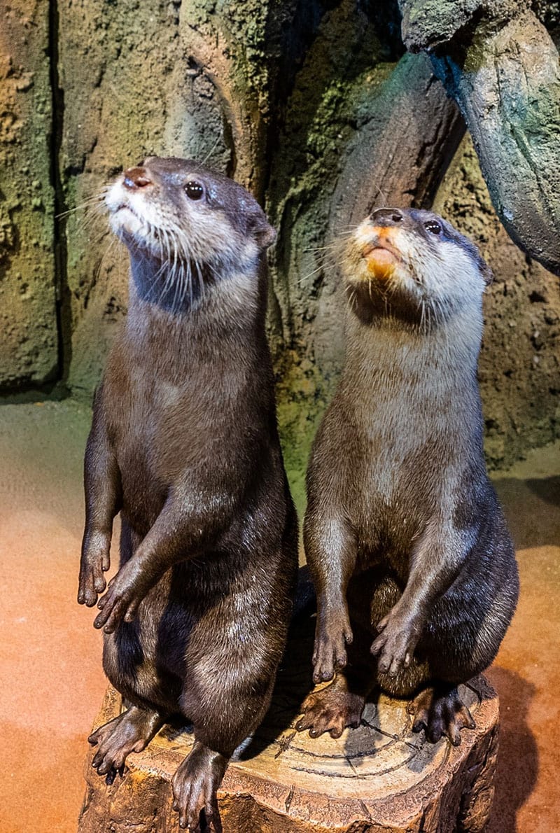 https://cdn.dojoin.com/dj/Dubai_Aquarium_-_OTTER_ENCOUNTER_5.jpg