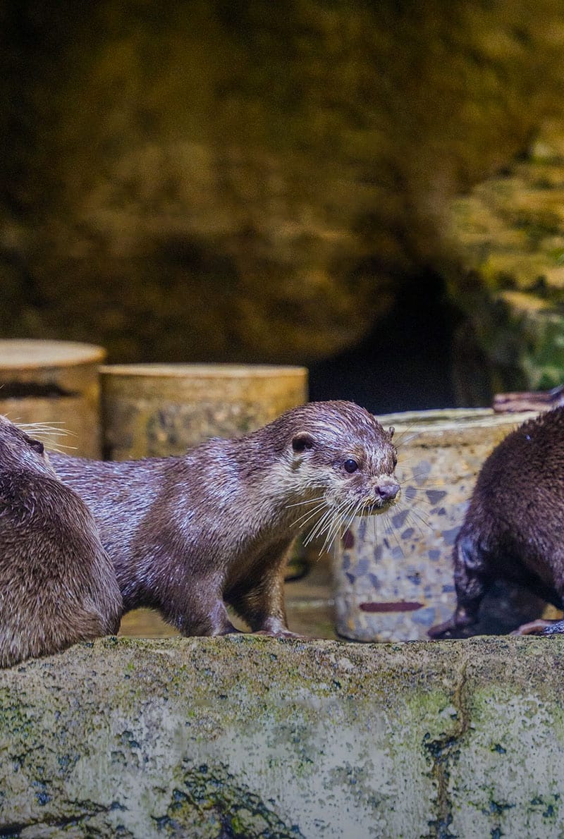 https://cdn.dojoin.com/dj/Dubai_Aquarium_-_OTTER_ENCOUNTER_6.jpg