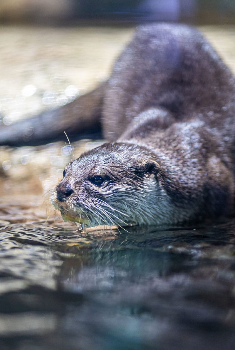 https://cdn.dojoin.com/dj/Dubai_Aquarium_-_OTTER_ENCOUNTER_7.jpg