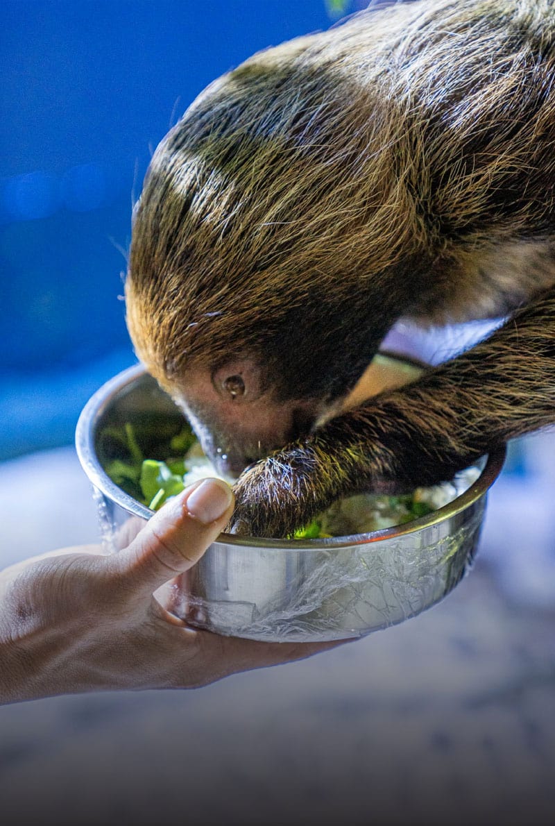 https://cdn.dojoin.com/dj/Dubai_Aquarium_-_OTTER_ENCOUNTER_8.jpg