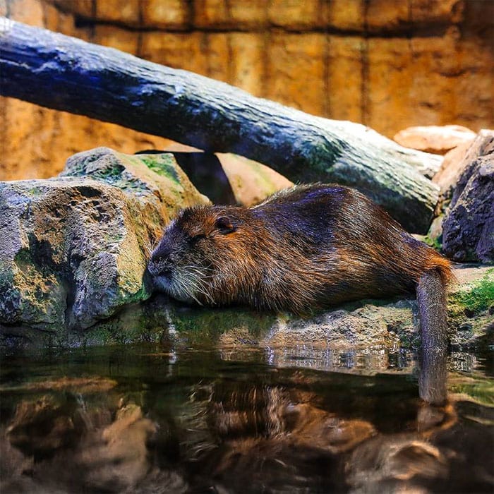 Dubai Aquarium and Underwater Zoo Otter Encounter