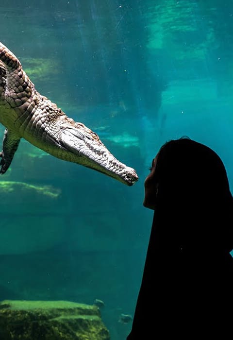 Crocodile Park Dubai