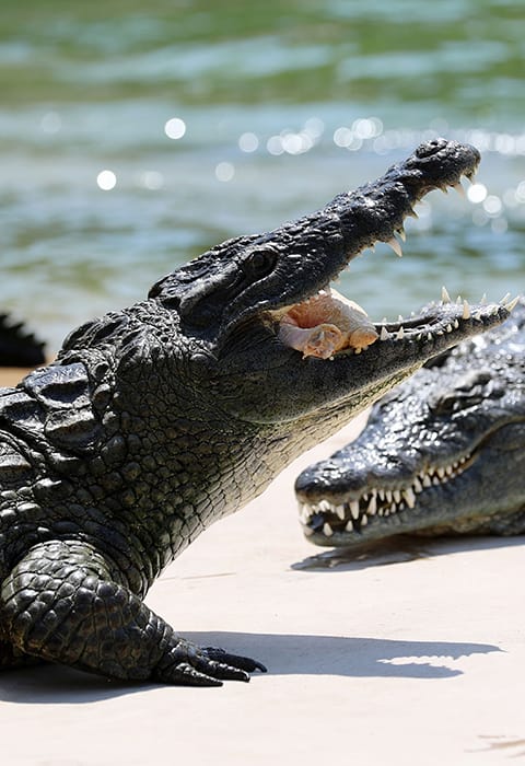 Crocodile Park Dubai