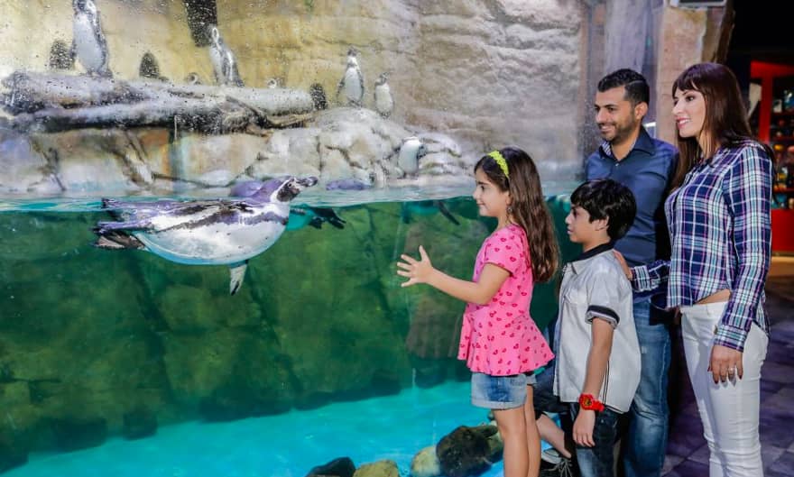 Penguin Cove