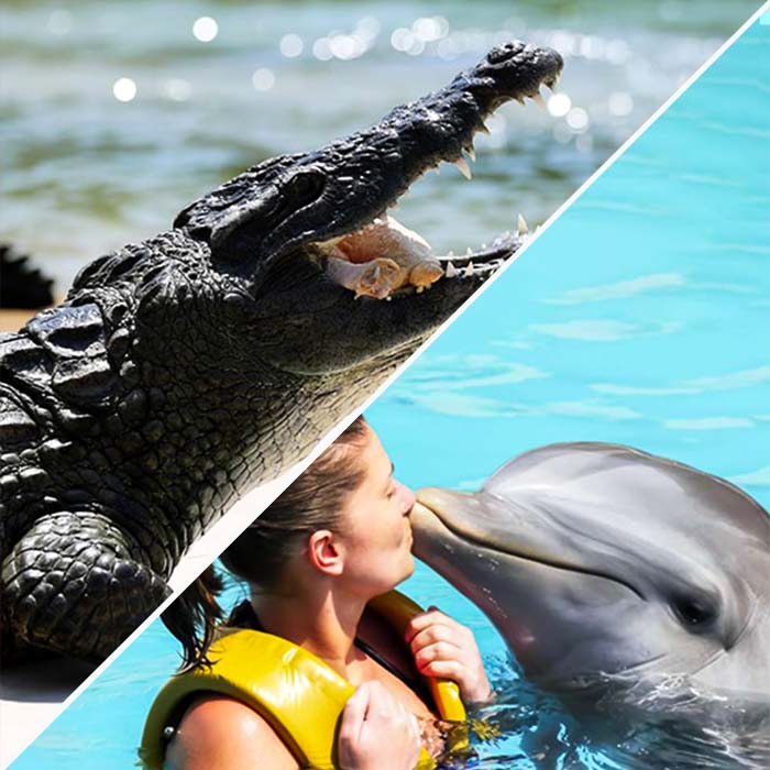 Dubai Crocodile Park + Dolphinarium Tickets