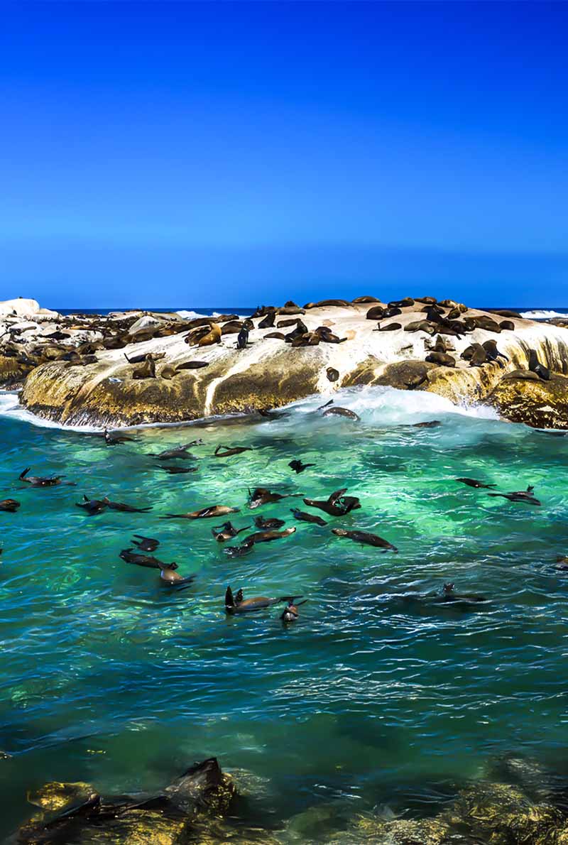 Explore Cape Town – 7 Nights of Culture, Nature & Wildlife