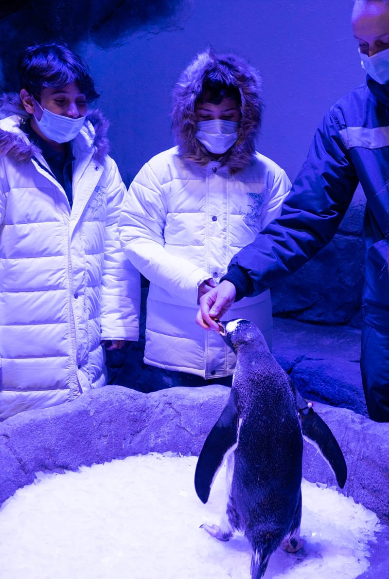 Dubai Penguin Encounter Tickets