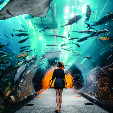 Navigating to the Dubai Aquarium & Underwater Zoo