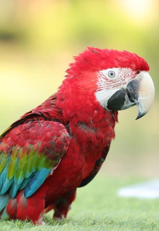 Creek Park Exotic Bird Show