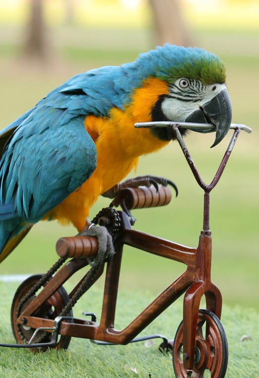 Creek Park Exotic Bird Show