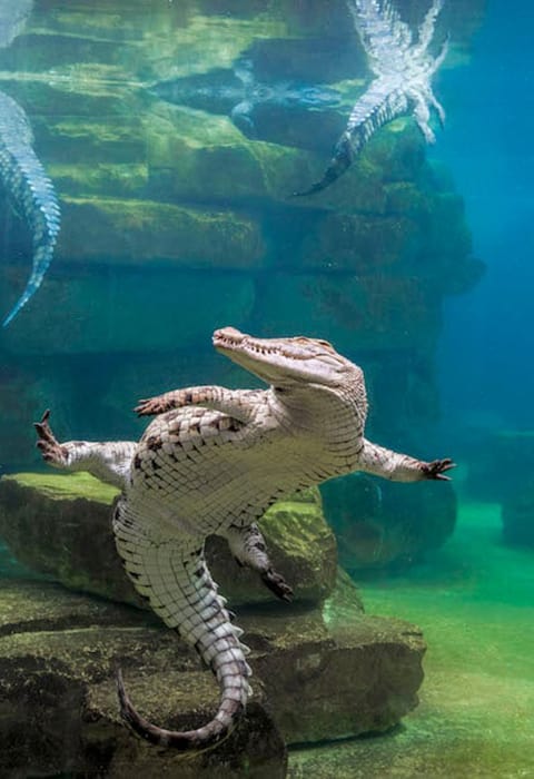 Crocodile Park Dubai