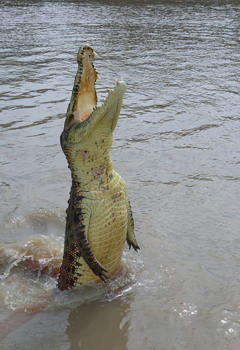 Crocodile Park Dubai