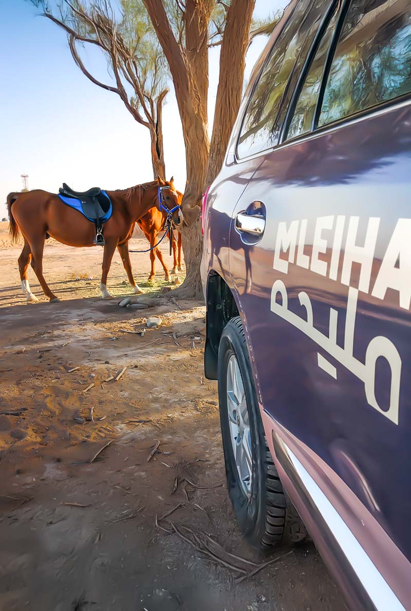 Mleiha Equestrian Adventures