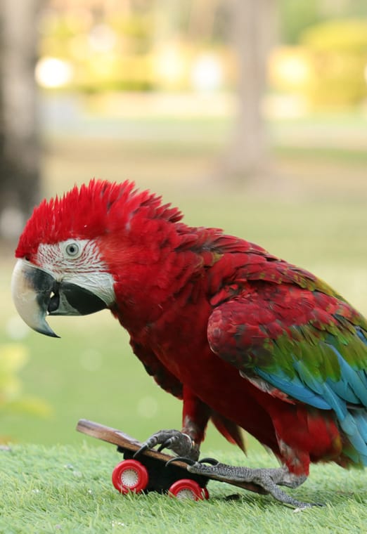 Creek Park Exotic Bird Show