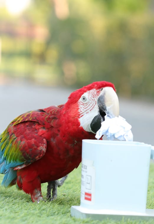 Creek Park Exotic Bird Show