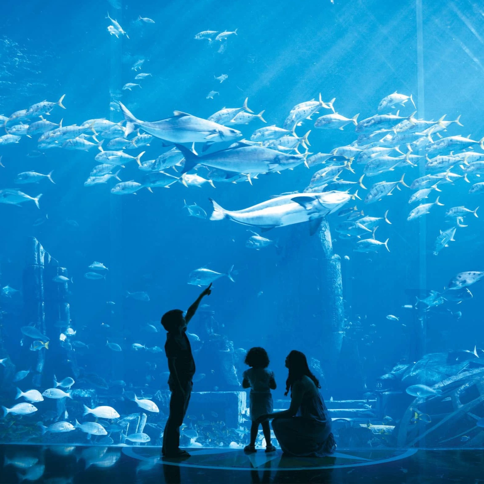 Navigating to the The Lost Chamber Aquarium
