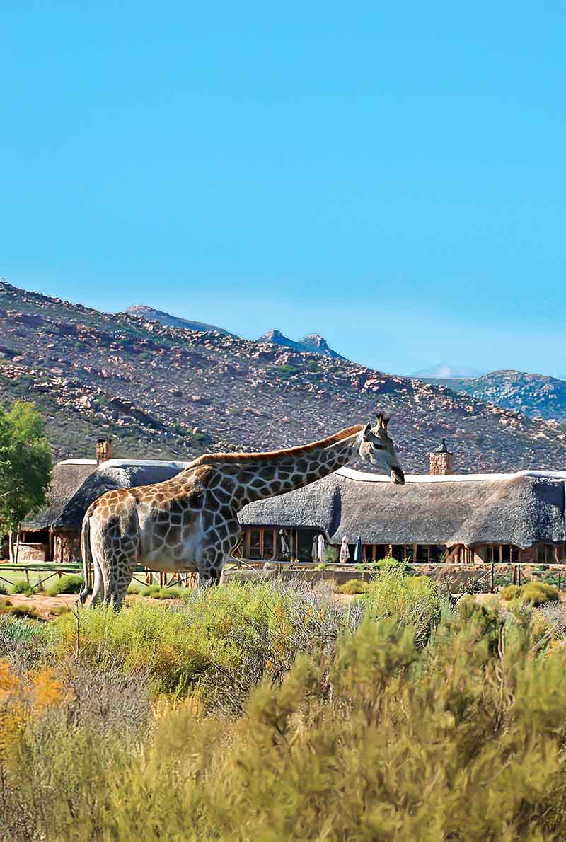 Explore Cape Town – 7 Nights of Culture, Nature & Wildlife