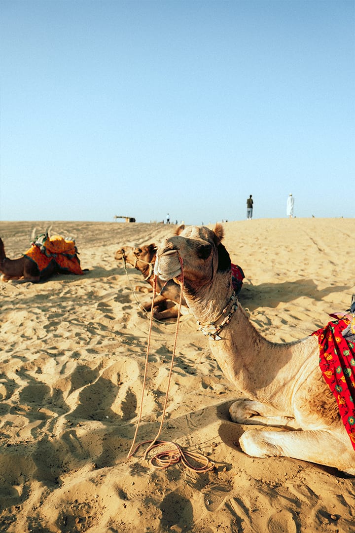 Camel Desert Ride