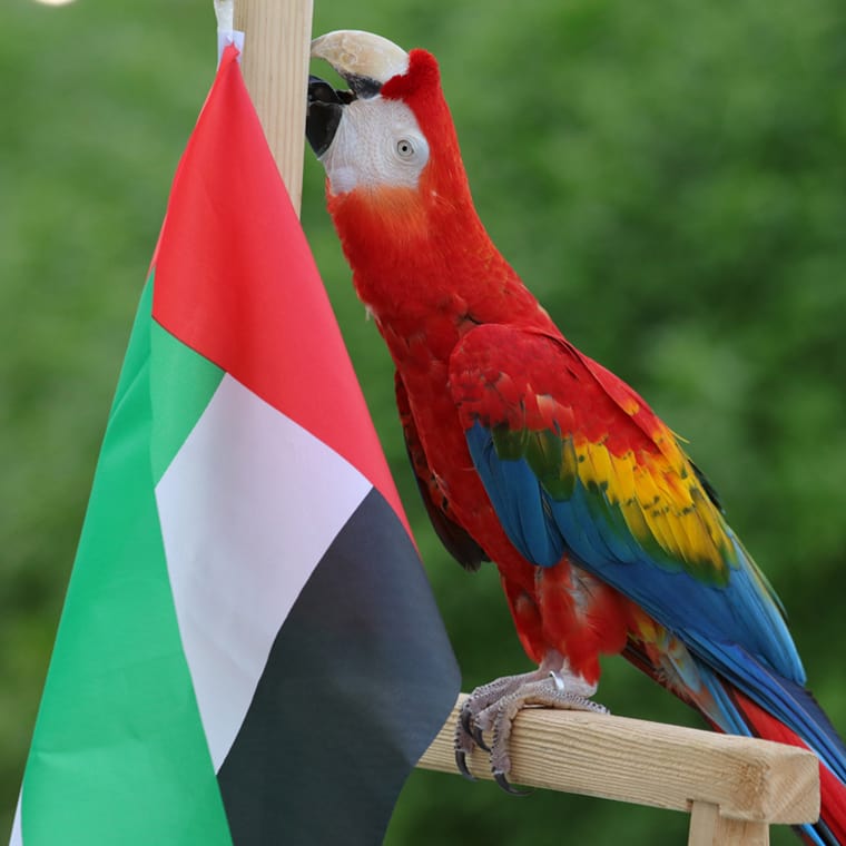 التنقل إلى Creek Park Exotic Bird Show