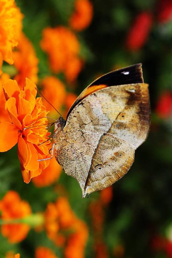 Butterfly Garden Dubai